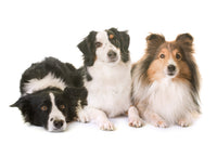 3 dogs and one weekly visit